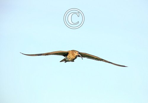    Common Curlew in Flight DM2047